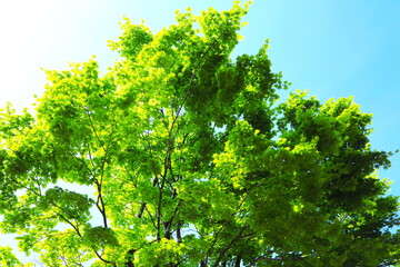 Fototapeta premium カエデの新緑と青空