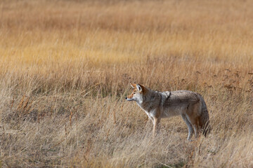 Le parc de Yellowstone et sa faune