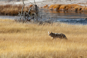 Le parc de Yellowstone et sa faune
