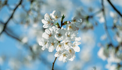 Beautiful cherry blossoms
