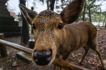 Close up of deer, Japan