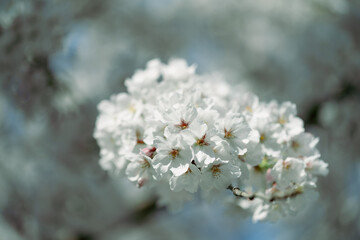 Beautiful cherry blossoms
