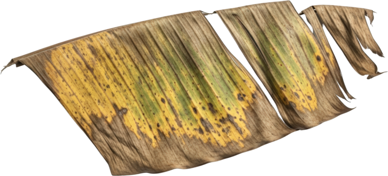 Abstract Textured Banana Leaf with Yellow and Brown Spots Torn and Dried