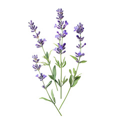 Obraz premium Close-up of lavender sprigs