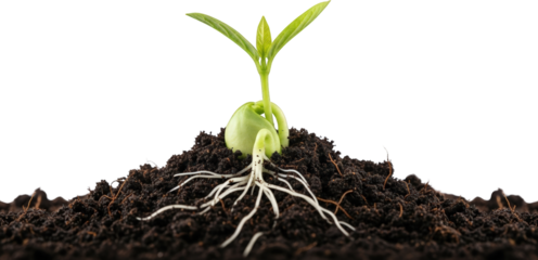 Sprouting Seedling with Visible Roots in Rich Soil New Life Growth Concept