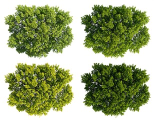 Obraz premium Four treetops, varied shades of green
