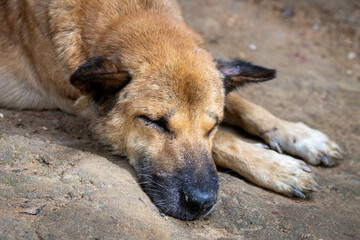 A stray dog lies stretched out on a rough, urban sidewalk, peacefully sleeping amidst the harsh surroundings. The dog appears thin and weathered, with a scruffy coat that hints at a life spent outdoor