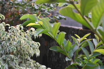 green leaves in the garden