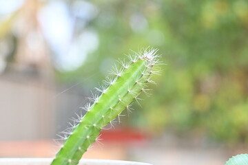 Tender stem of dragon fruit plant.