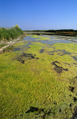 Marais salants, Limu ruppie; ruppia maritima, Guerande, Loire Atlantique, 44, France