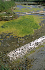 Marais salants, Limu ruppie; ruppia maritima, Guerande, Loire Atlantique, 44, France