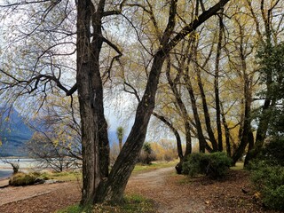 A forest with trees that are yellow and brown. The trees are tall and the leaves are falling.