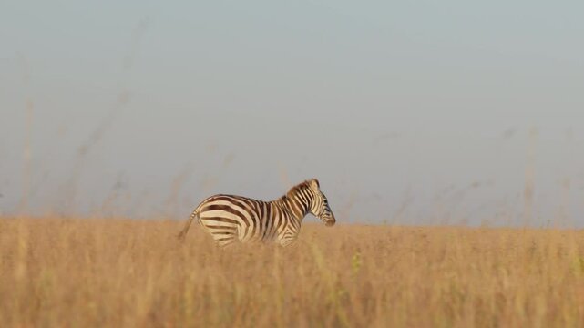 Very wide gimbal tracking of a Plains Zebra (Equus quagga) running past Besia Oryxes at midday in the dry Kenyan savannah