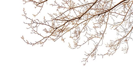 Obraz premium Bare branches, tipped with nascent buds, reach across a white background, a delicate tracery of winters end
