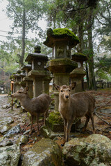 Deer with stone lantern, Japan