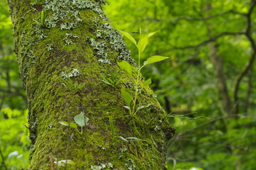 苔の生えた樹木の新芽