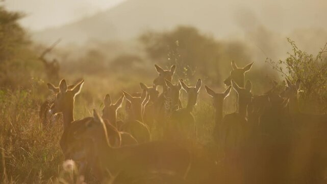 Very wide gimbal parallax of female herd of Impalas (Aepyceros melampus) looking towards male in grassland in sunrise in Kenya