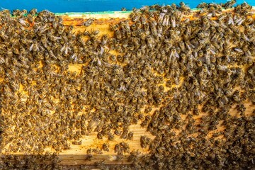 Busy Honeybees Working on Honeycomb