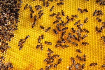 Busy Honeybees Working on Honeycomb