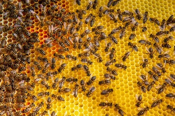 Busy Honeybees Working on Honeycomb