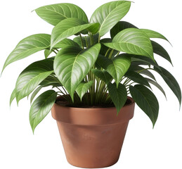 Lush Green Philodendron Plant in Terracotta Pot Indoor Foliage Houseplant