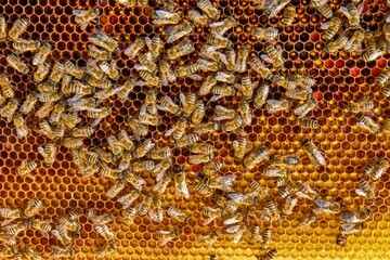 Busy Honeybees Working on Honeycomb