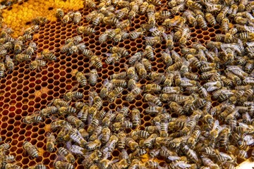 Busy Honeybees Working on Honeycomb
