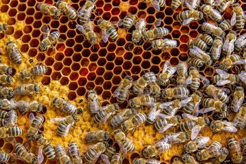 Busy Honeybees Working on Honeycomb