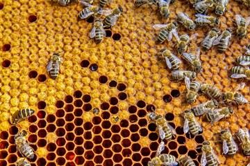 Busy Honeybees Working on Honeycomb