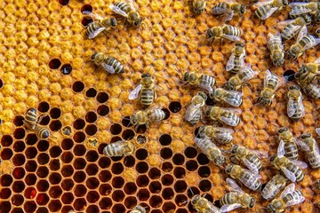 Busy Honeybees Working on Honeycomb