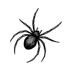 spider vector realistic line icon on white background
Vector line icon animal, wildlife