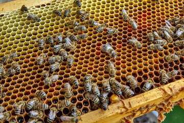 Busy Honeybees Working on Honeycomb