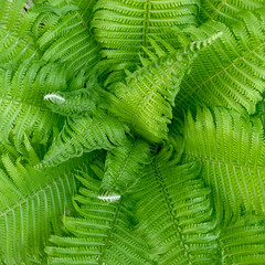 Green Fern Leaves in Close-Up View