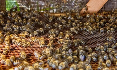 Busy Honeybees Working on Honeycomb