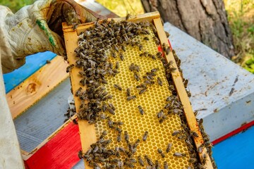 Beekeeper Inspecting Hive Frame Outdoors