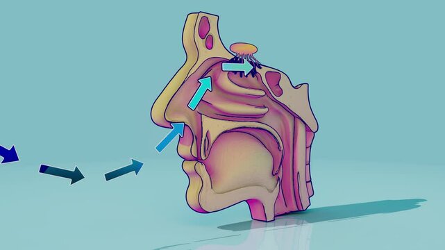 Conceptual 3D animation of a nose anatomy