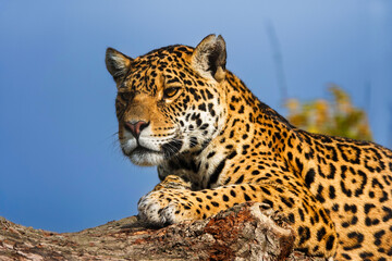 Close up of a Jaguar Resting on a Tree