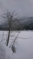 Snowy Tree on Frozen Lake Shore with Misty Mountain Background