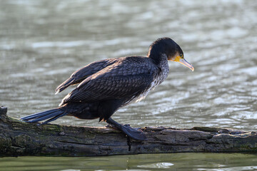 Great cormorant, Danube