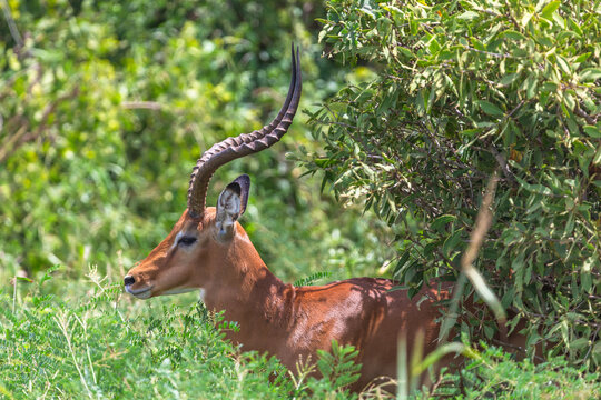 Dik-dik antiloper in Tsavo East National Park in Kenya