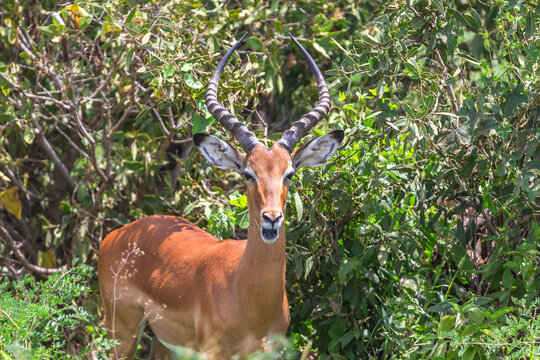 Dik-dik antiloper in Tsavo East National Park in Kenya