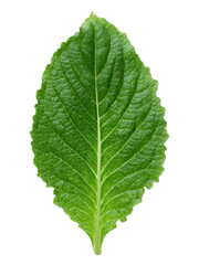 Obraz premium Daun Handeuleum Ungu Full Leaf High Detail Transparent Background