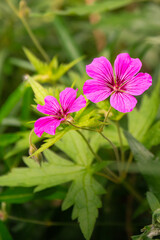 pink flower in the garden