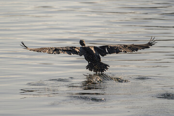 Great Cormorant Taking Off from Water with Wings Extended and Splash Trail