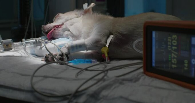 An operating room of a veterinary clinic where a small dog lies on the operating table intubated and connected to a ventilator and a heart monitor receiving intensive care. Dog in the operating room.