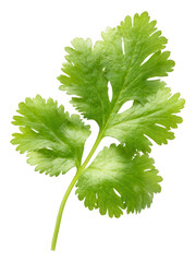 Fresh Cilantro Leaf Isolated White Background Transparent Background