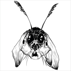 A hare with a butterfly insect crawling out of it. Horror picture. Black and white. Werewolf, transformation, rebirth, symbolism. Body horror. Creepy hand-drawn vector illustration. Monster insect © anxiety rabbit