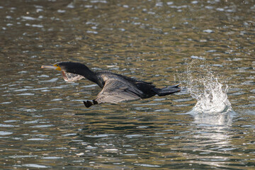 Great cormorant taking off