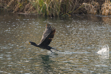 Great cormorant taking off