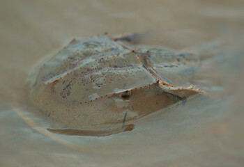 Marine arthropods horseshoe crabs (belangkas) live in saltwater and are commercial as an exotic menu item, increasing its demand in the market